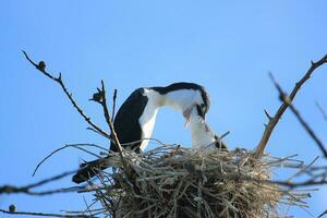 pied shag i ny zealand foto