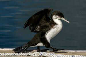 pied shag i ny zealand foto