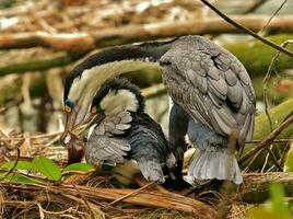 pied shag i ny zealand foto