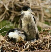 pied shag i ny zealand foto