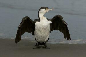 pied shag i ny zealand foto