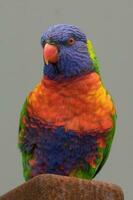 rainbow lorikeet i australien foto