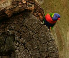 rainbow lorikeet i australien foto