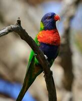 rainbow lorikeet i australien foto