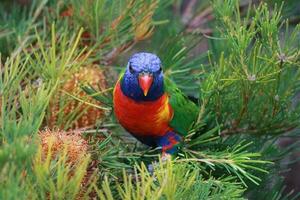 rainbow lorikeet i australien foto