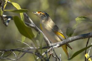 rödbrynad pardalote i Australien foto