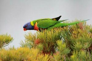 rainbow lorikeet i australien foto