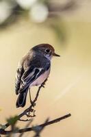 rödhårig robin i Australien foto