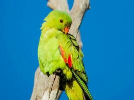 rödvingad papegoja i Australien foto