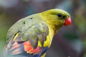 regent papegoja i Australien foto