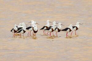 banded stylta i Australien foto