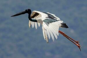 jabiru svarthalsad stork foto