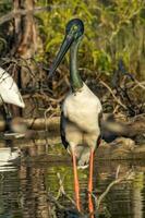 jabiru svarthalsad stork foto