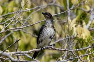 metallisk stare i Australien foto