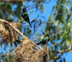 metallisk stare i Australien foto