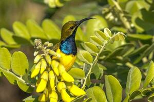 olivbakad sunbird i Australien foto