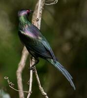 metallisk stare i Australien foto