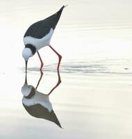 pied stylta i australasien foto