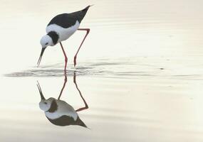 pied stylta i australasien foto