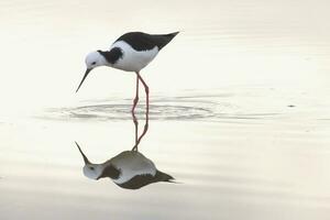 pied stylta i australasien foto