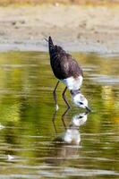 pied stylta i australasien foto