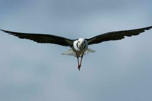 pied stylta i australasien foto