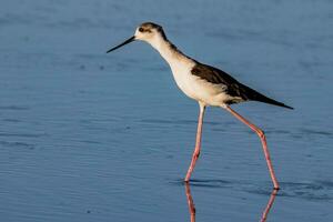 pied stylta i australasien foto