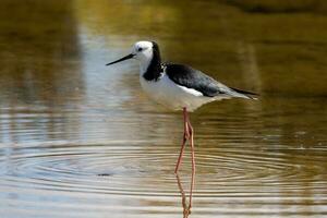 pied stylta i australasien foto