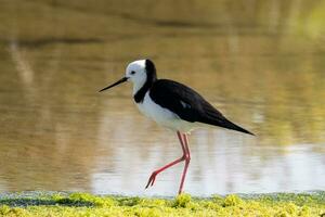 pied stylta i australasien foto