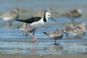 pied stylta i australasien foto