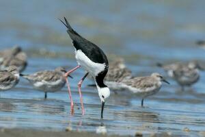 pied stylta i australasien foto