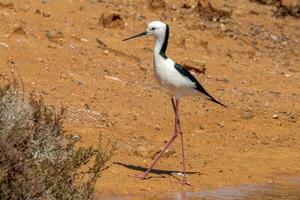 pied stylta i australasien foto