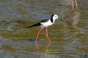 pied stylta i australasien foto