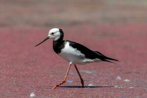 pied stylta i australasien foto