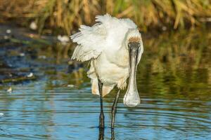 kunglig spoonbill i australasien foto