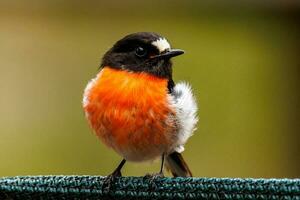 scharlakansrött robin i Australien foto