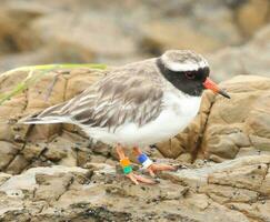 Strand pipare i ny zealand foto