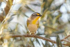 tvärstrimmig pardalote i Australien foto