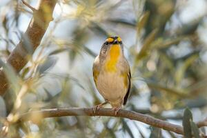 tvärstrimmig pardalote i Australien foto