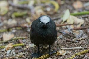 svart nickande i Australien foto