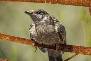 röd vadtlebird i Australien foto