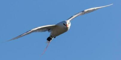 rödstjärtad tropicbird i Australien foto