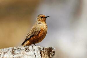 rufous treecreeper i Australien foto