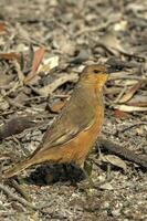 rufous treecreeper i Australien foto