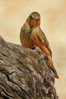 rufous treecreeper i Australien foto