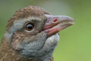 weka endemisk järnväg av ny zealand foto