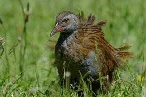 weka endemisk järnväg av ny zealand foto