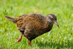 weka endemisk järnväg av ny zealand foto