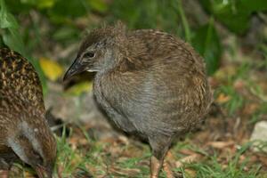 weka endemisk järnväg av ny zealand foto