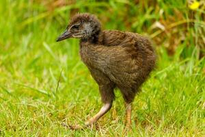 weka endemisk järnväg av ny zealand foto